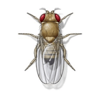 Fruit fly identification for pest control in ME, MA, and NH
