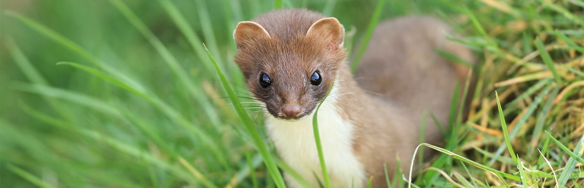 Weasel Control and Management | Modern Pest