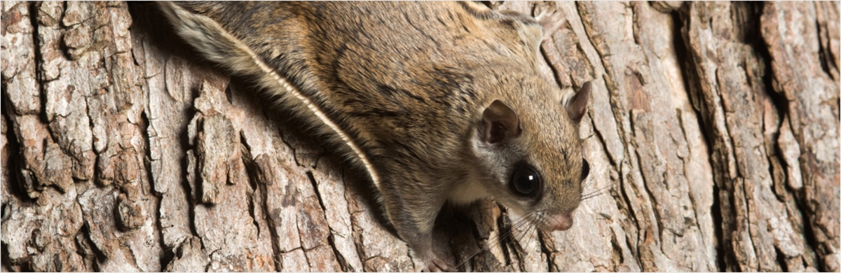 Flying Squirrel Removal