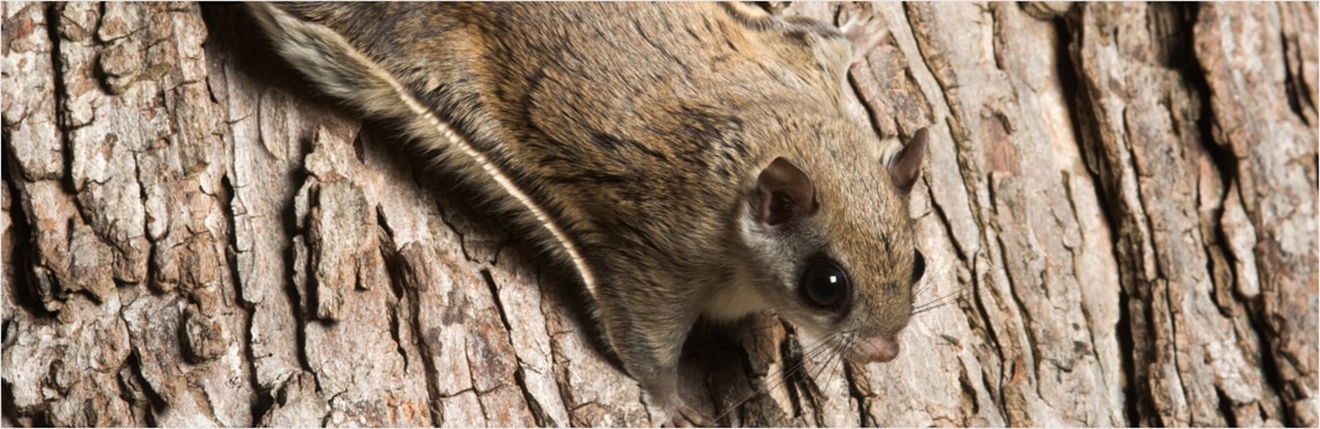 https://www.modernpest.com/uploads/hero-flying-squirrel.jpg