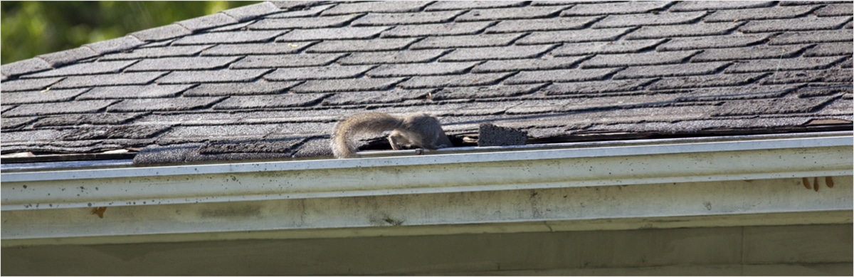 Squirrel Removal Services in DFW & Houston - Chimney & Wildlife