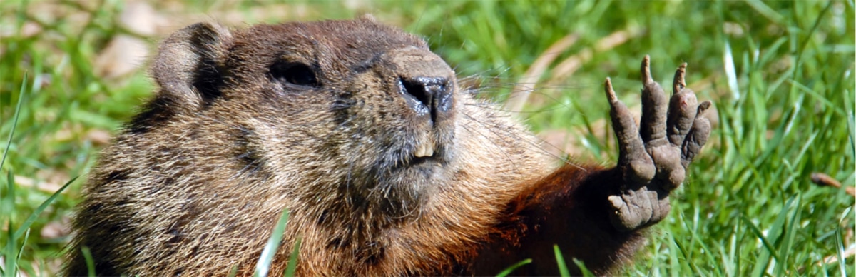 groundhog marmot