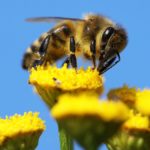 honeybee_Large