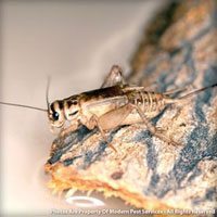 House cricket identification