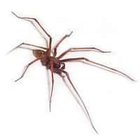 House spider pest control in ME, MA, and NH