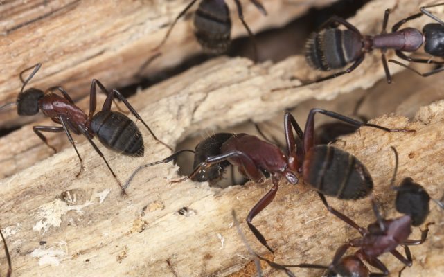 Carpenter ant infestation in wood