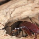 Carpenter Ant pest control in ME, MA, and NH