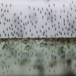 Mosquito swarm