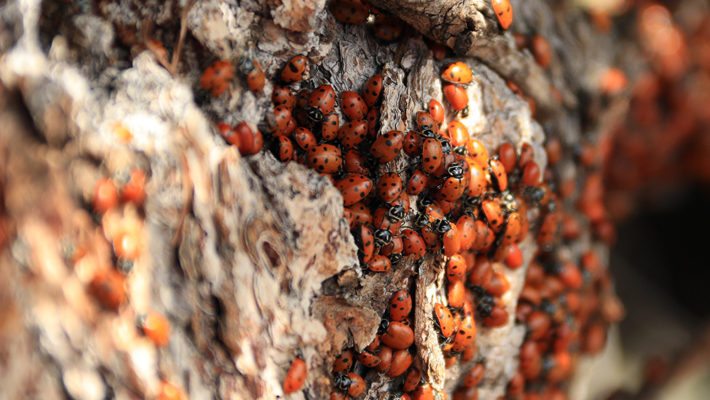 Asian Lady Beetle (Ladybug) Invasion!