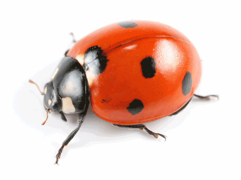 Lady bug pest control in ME, MA, and NH