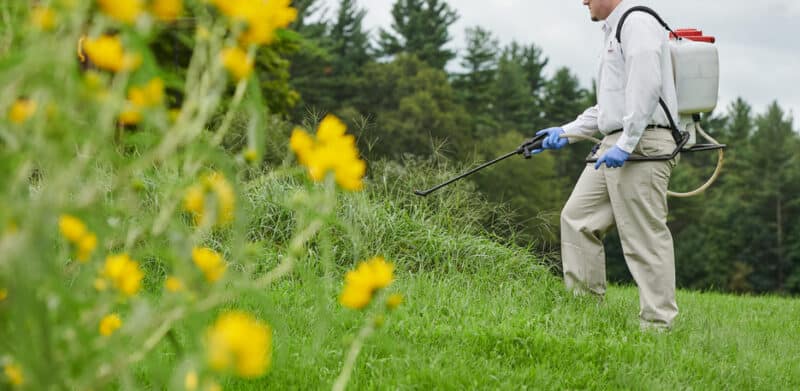 Man Spraying Flowers