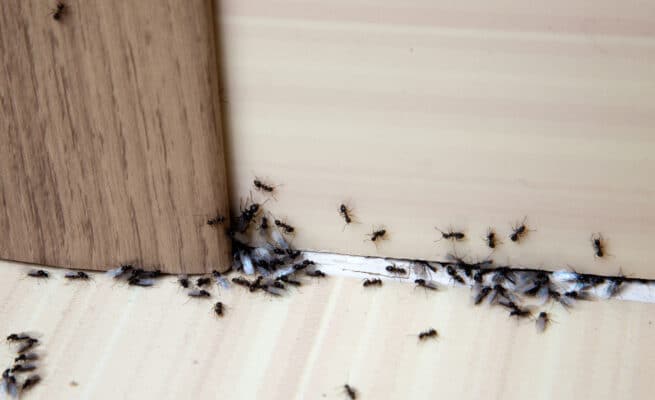Are Ants Invading Your Space?