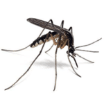 Mosquito identification for pest control in MA, ME, and NH