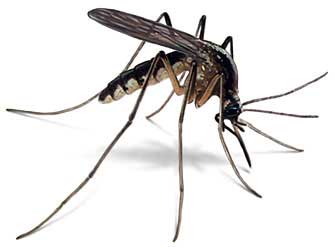 Mosquito identification for pest control in MA, ME, and NH