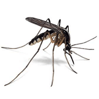 Mosquito Viruses:  Beyond Zika – (other Mosquito Transmitted Disease)