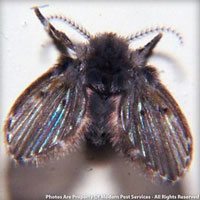 Moth fly identification for pest control in MA, ME, and NH