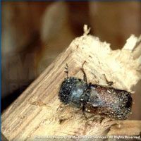 Powderpost beetle identification for pest control in ME, MA, and NH