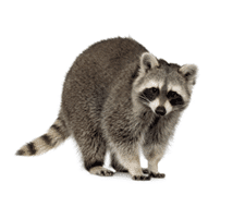 Raccoon identification for animal control in ME, MA, and NH