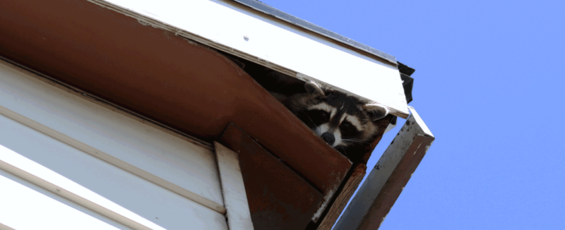 Raccoon peeking out of the roof of a home