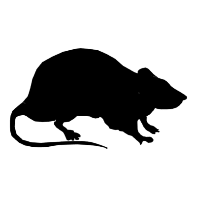 Rats in the Time of COVID-19