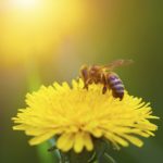 selective focus, bee getting nectar from dandelion