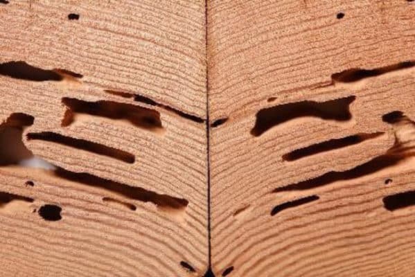 Termite damage