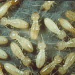 Termite Cluster