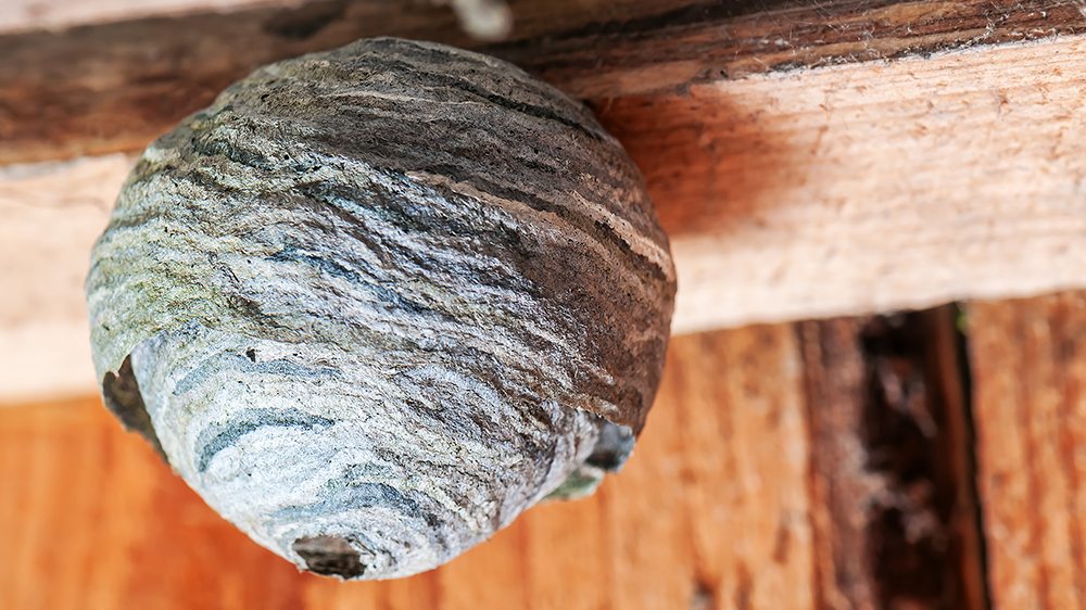 round hornets nest hanging on the wooden board