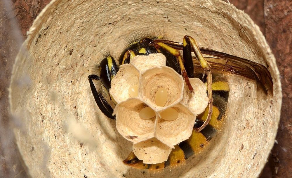 yellow wasp nest