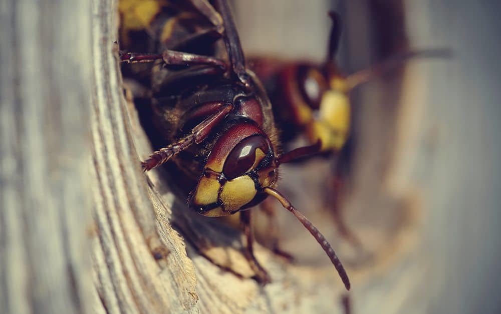 Two big wasps - hornets