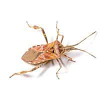 Western conifer seed bug identification for pest control