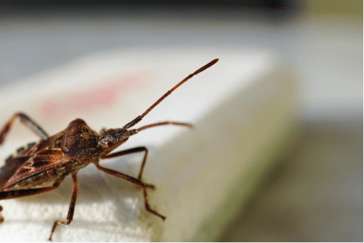 Western Conifer Seedbug