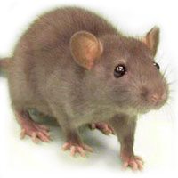 Norway rat identification for pest control in ME, MA, and NH