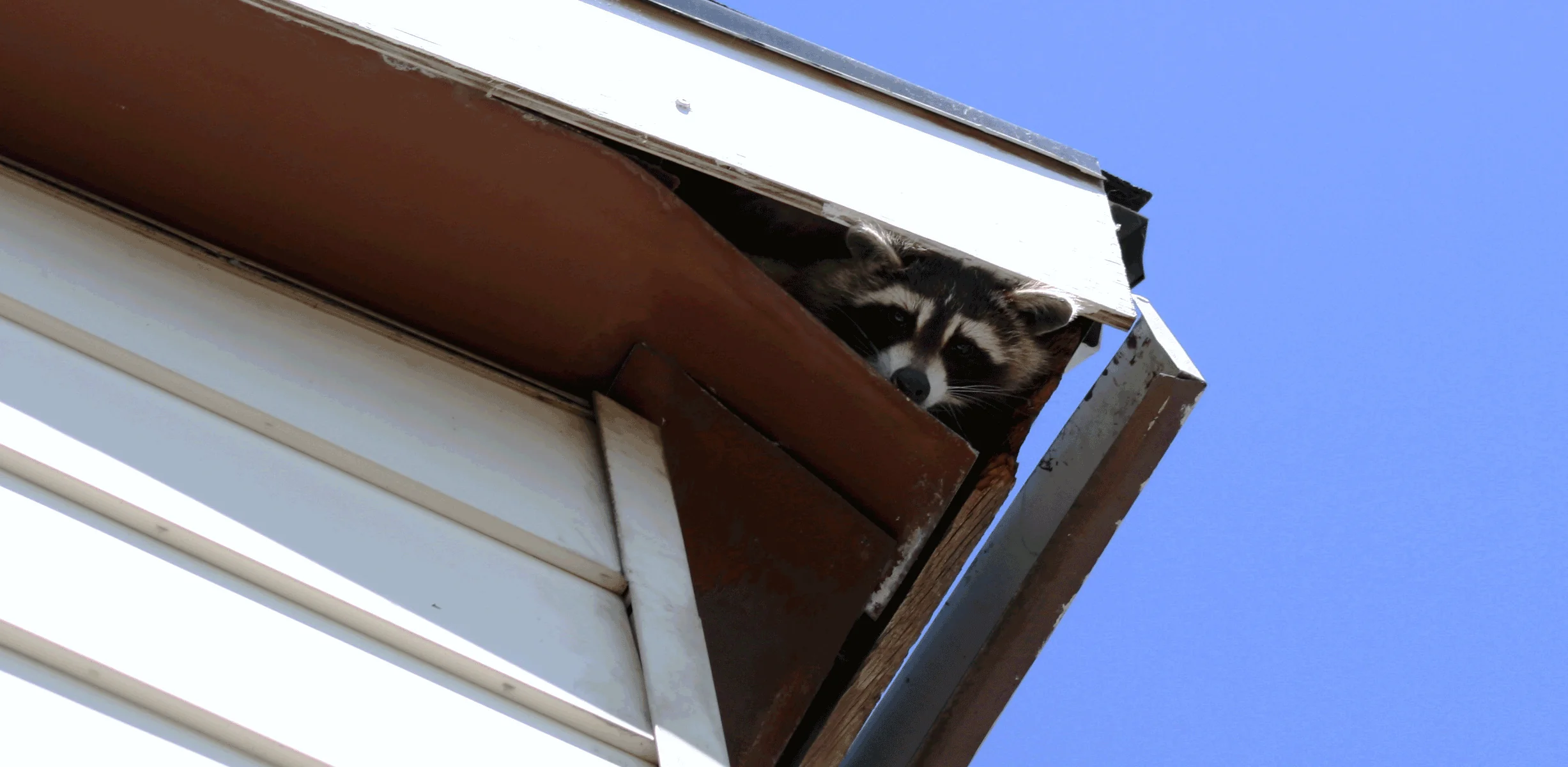 Raccoon peeking out of the roof of a home