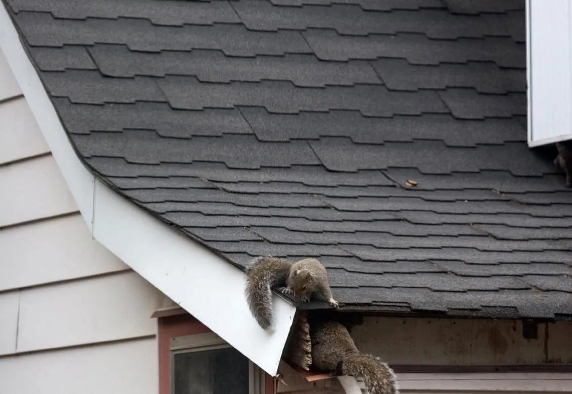 Squirrels infesting roof of home