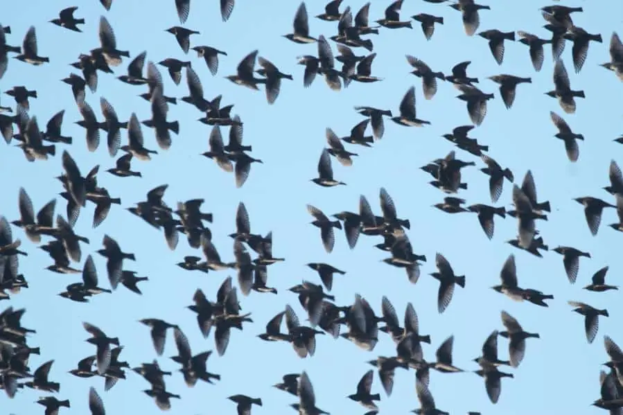 Murmuration of Starlings