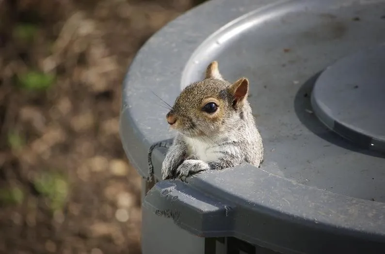 Squirrel sticking it's head and arms out of a hole in a trashcan
