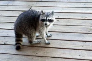Raccoon on porch