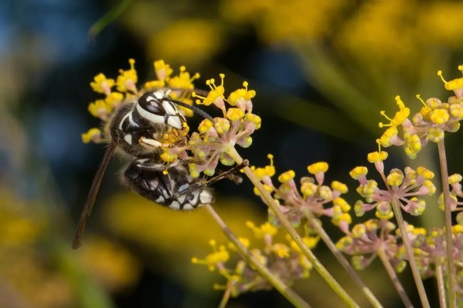 Baldfaced hornet on a flower