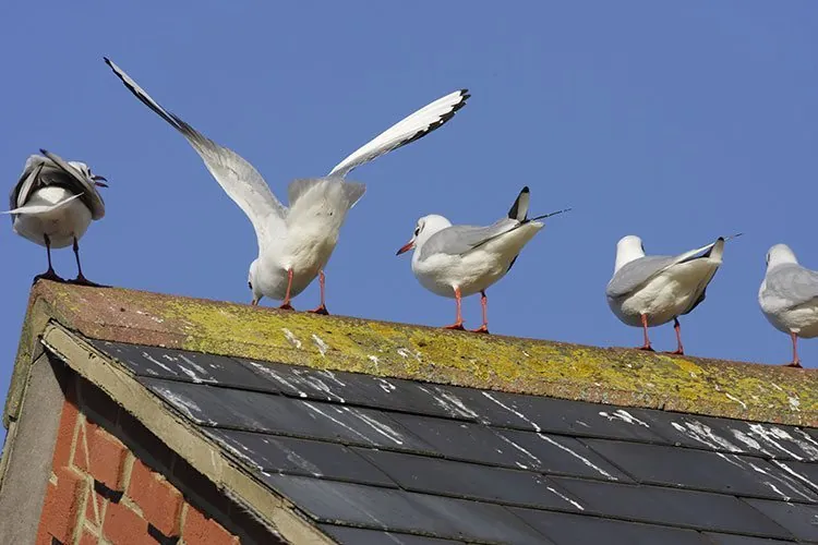 Birds on Rooftop