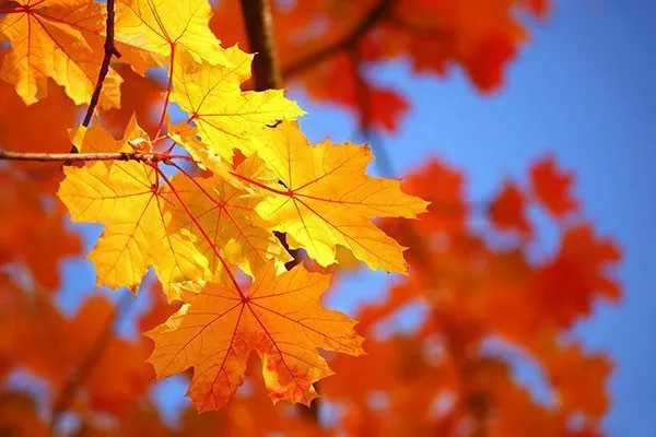 Fall Foliage in New Hampshire