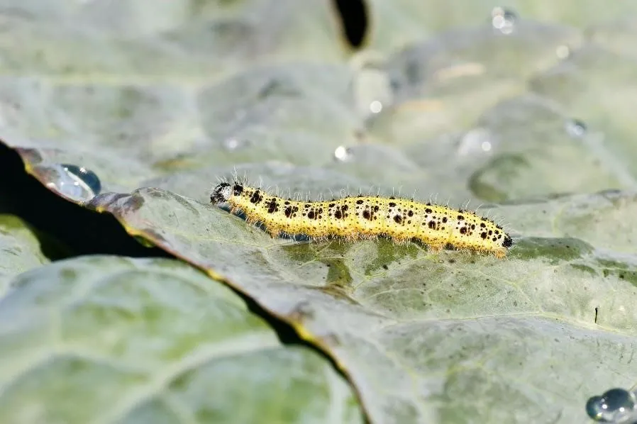 The winter cutworm chewing on your garden leaf