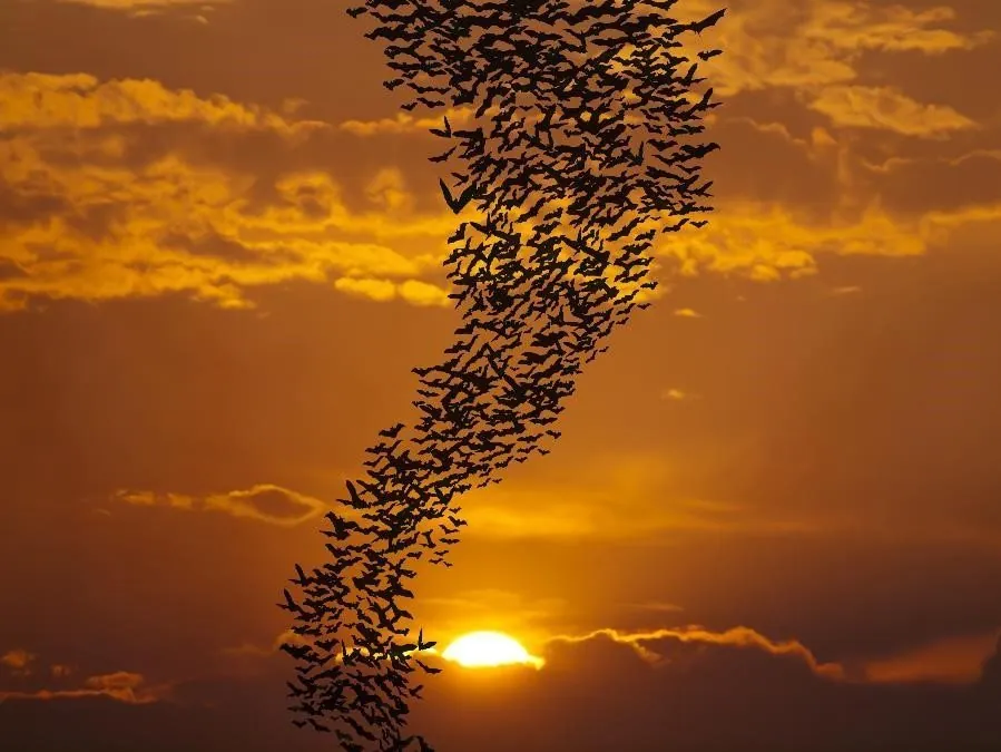 Healthy bats flying during sunset to feed
