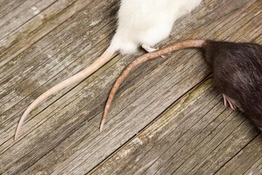 Rats can damage more than just your restaurant -- your reputation