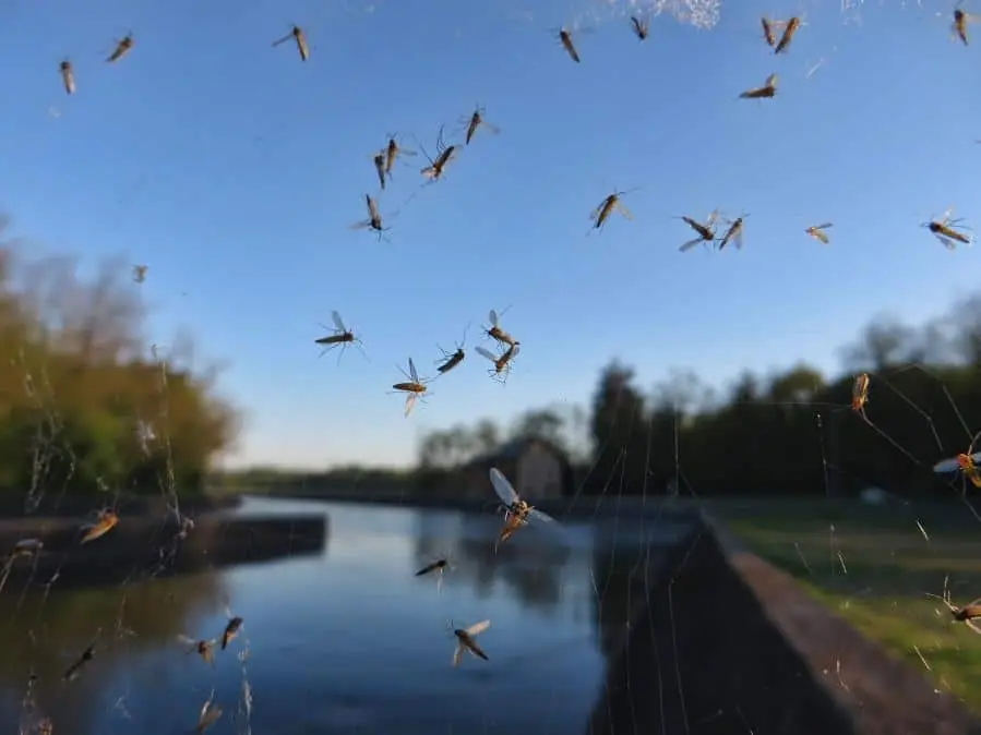 These swarms of mosquitoes are one of the many pests arriving for spring.