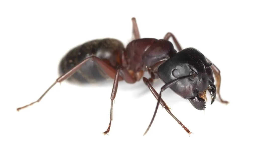Carpenter ant