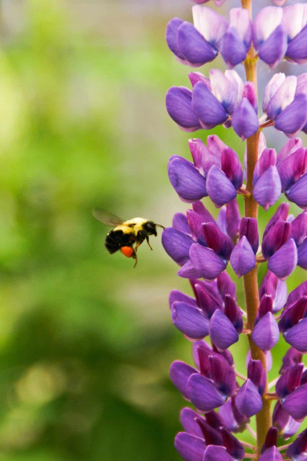 Bee at flower