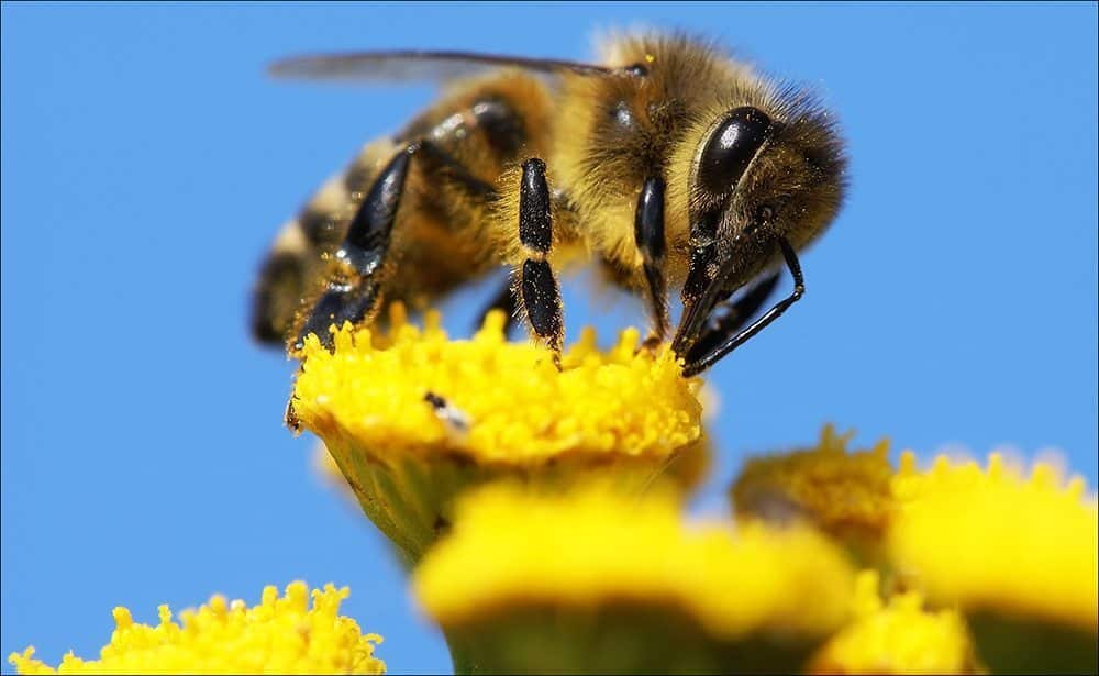 Honey bee
