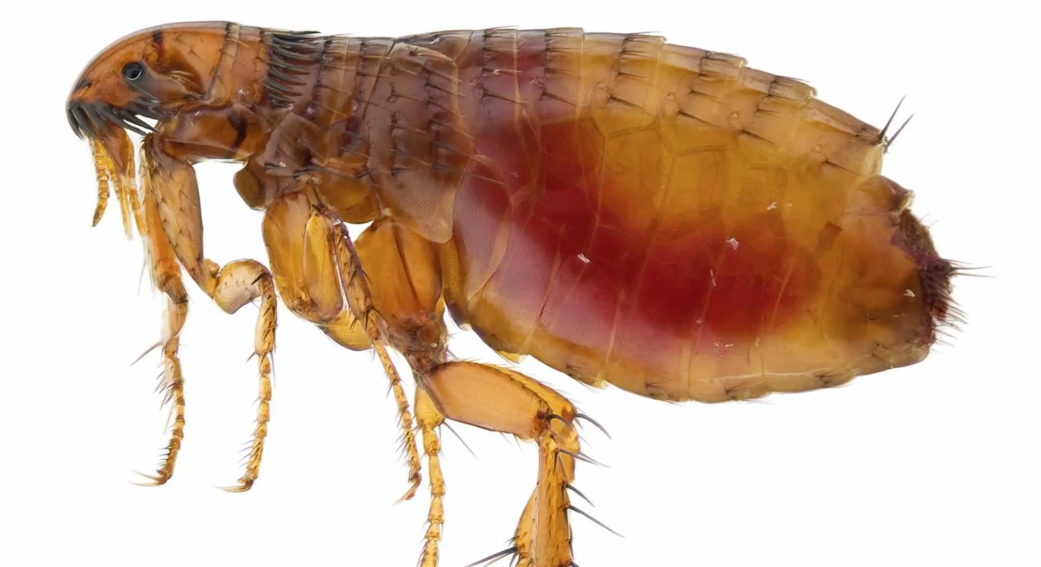 10 Freaky Flea Facts