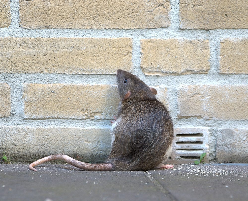 rat in the street